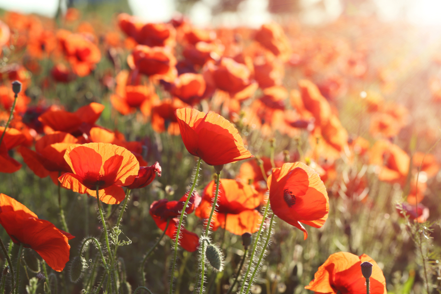Photos of poppies, the zodiac flowers of Taurus.