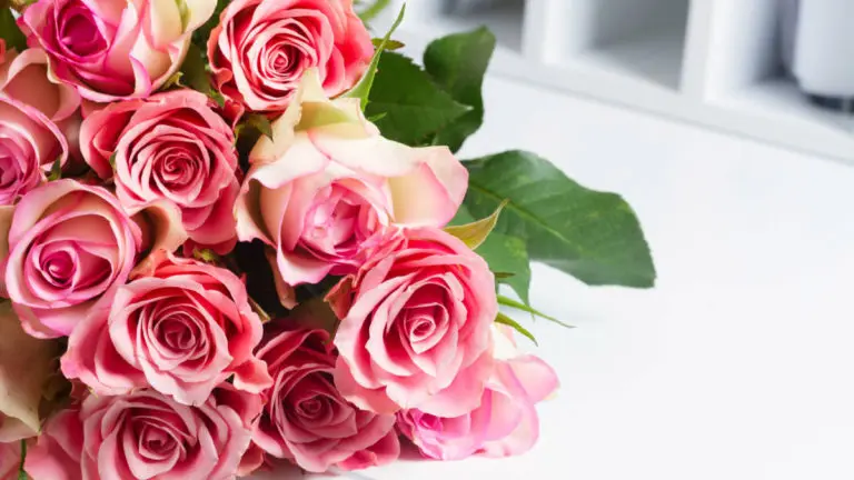 a photo of rose month with a bouquet of pink roses