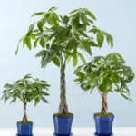 Money Trees in Small Medium and Large Sizes