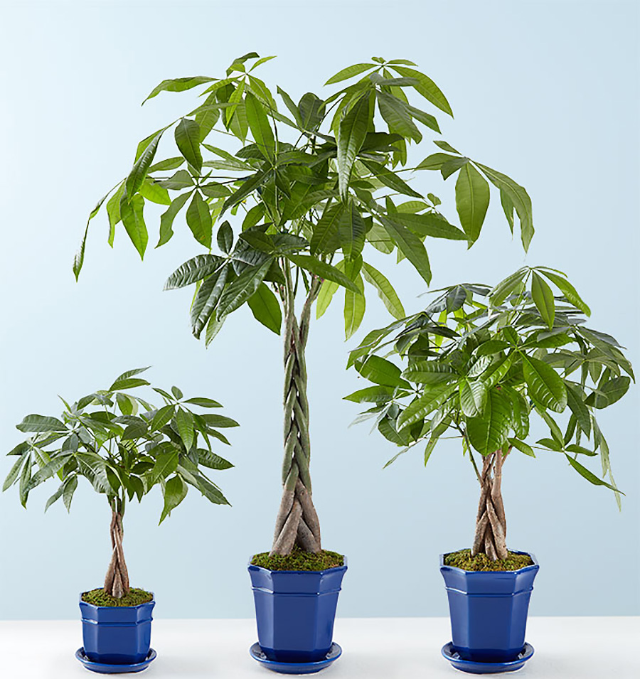 plant called money tree