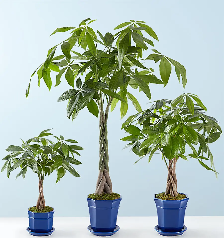 Money Trees in Small Medium and Large Sizes