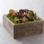 succulent_centerpiece