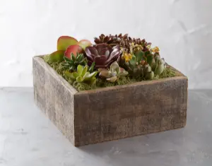 succulent_centerpiece