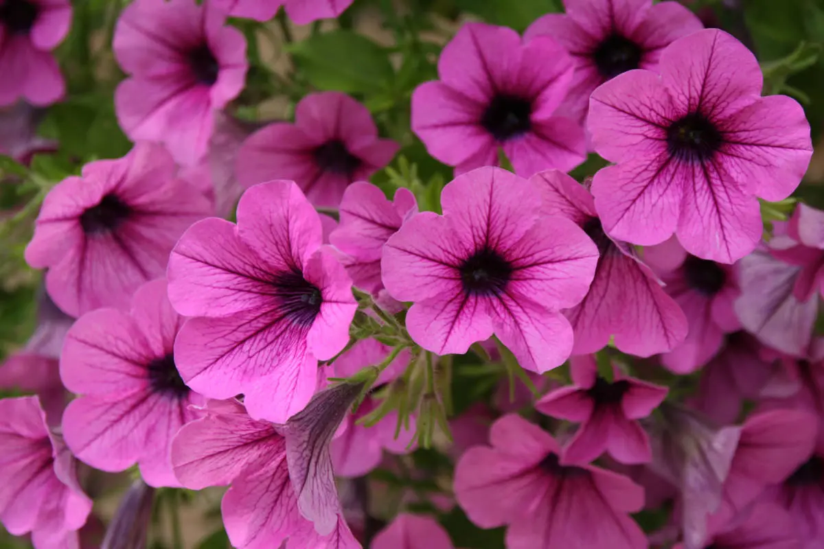 flowers that repel bugs with petunias