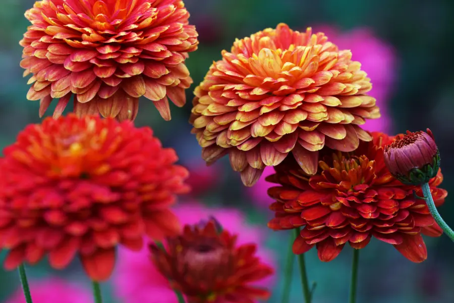 flowers that repel bugs with chrysanthemums