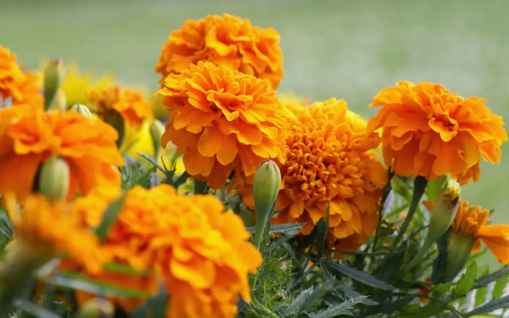 flowers that repel bugs with marigolds