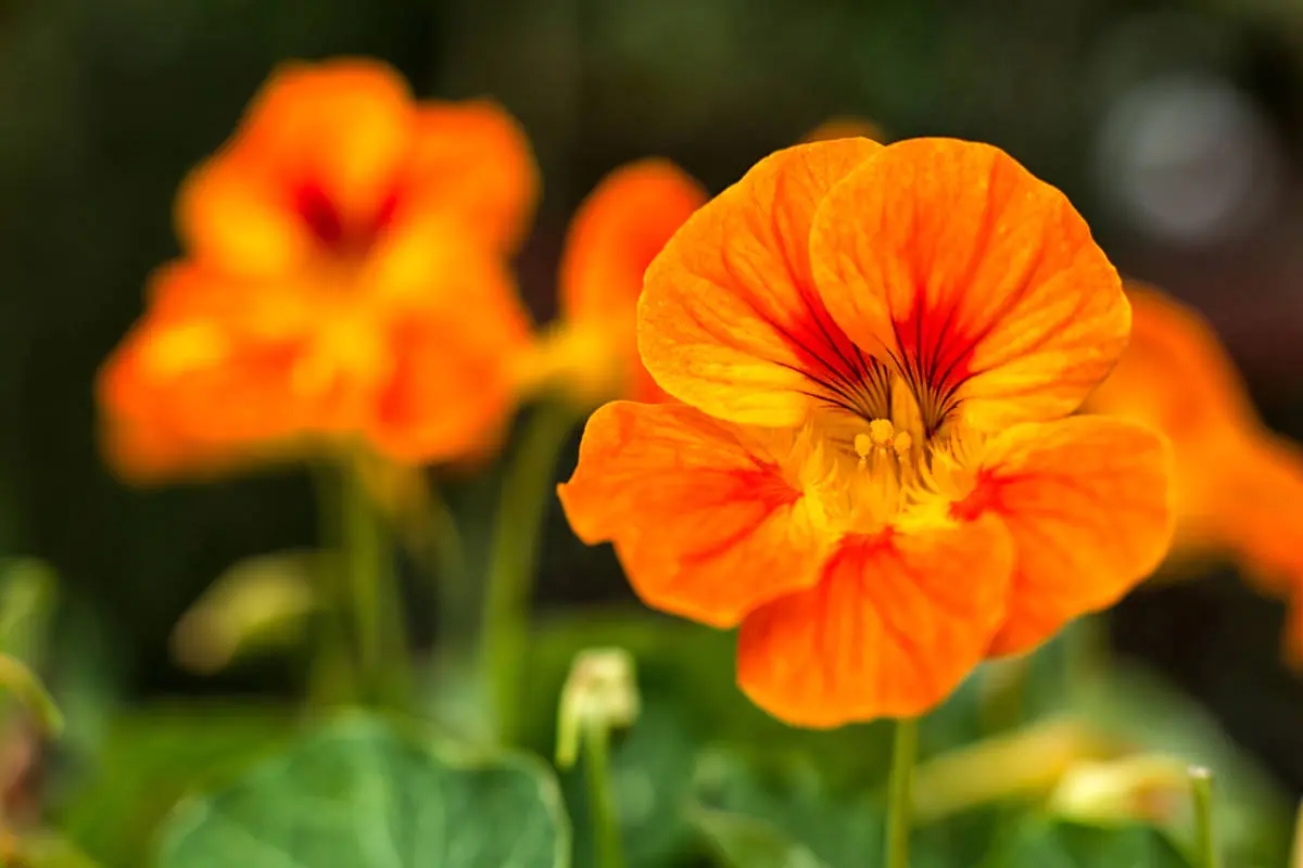 flowers that repel bugs with nasturtium