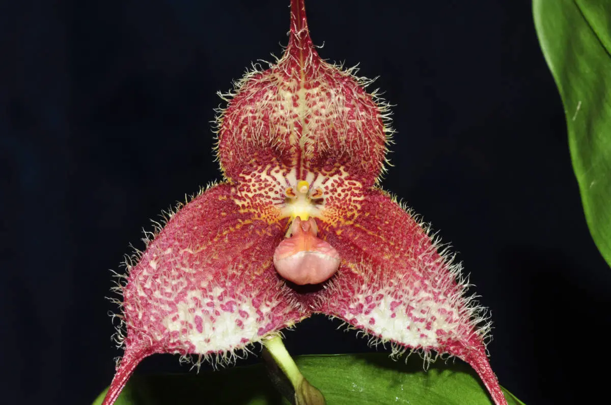 tropical flowers with monkey plant