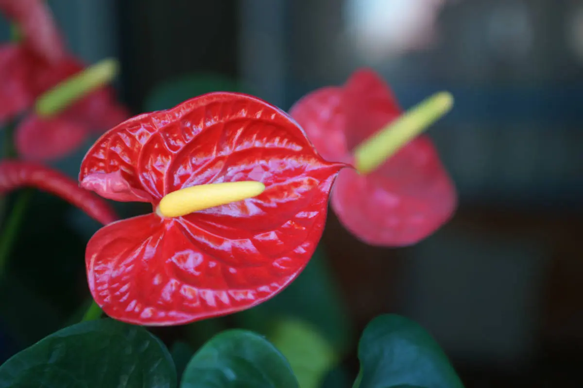 tropical flowers with anthurium