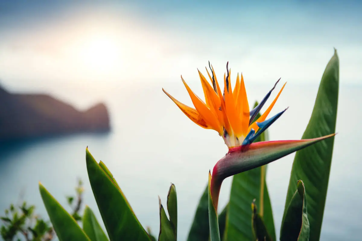 tropical flowers with bird of paradise