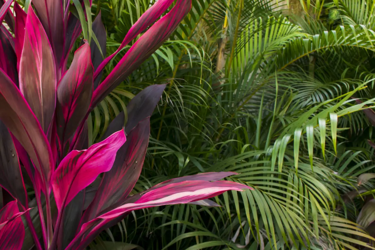 tropical flowers with cordyline