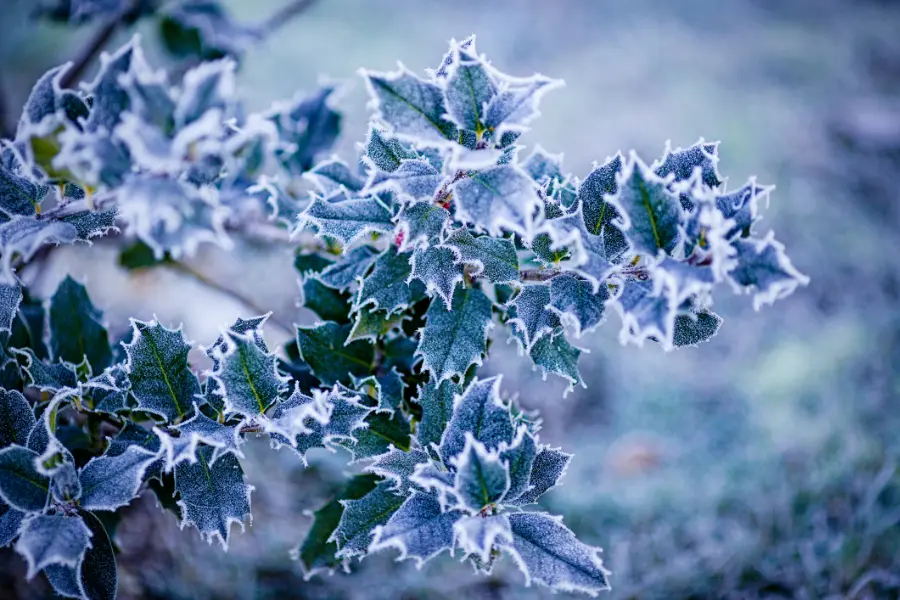 Can You Bring Outdoor Plants Inside to Survive the Winter?