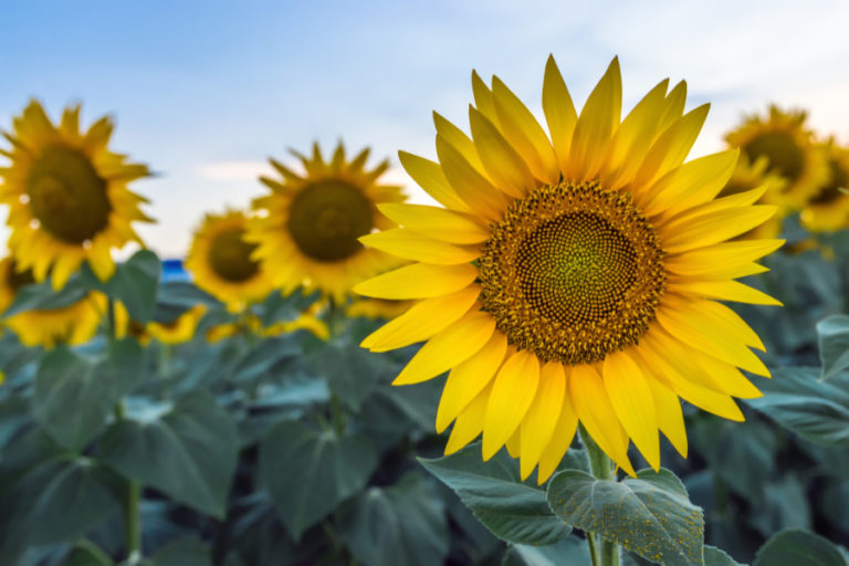 Sunflower Facts | Facts About Sunflowers | Petal Talk