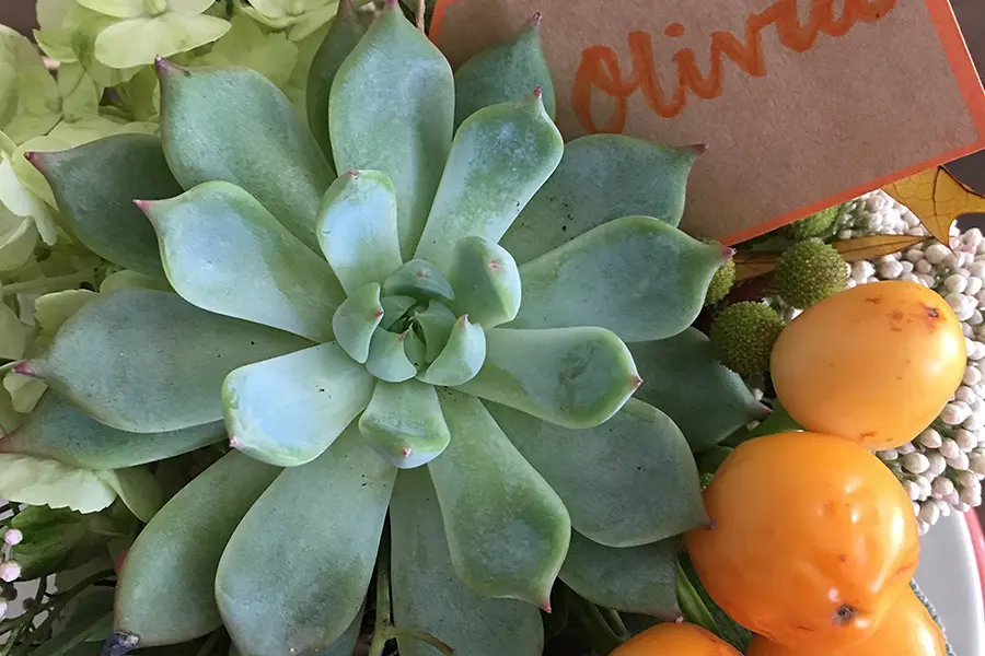 succulent pumpkins with closeup of succulent