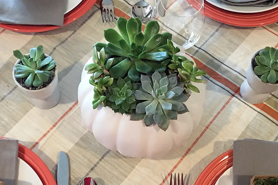 succulent pumpkins