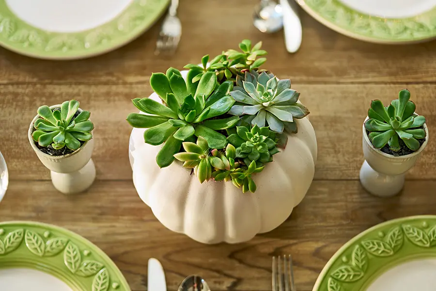 succulent pumpkins