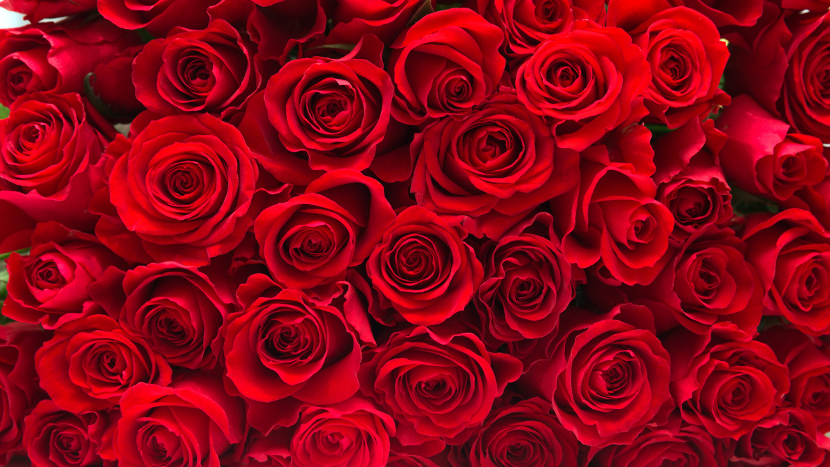 Rose Care Tips & Different Types of Roses | Petal Talk