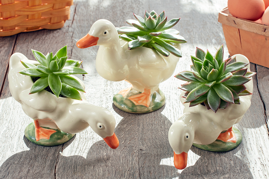 Create Easter Decorations With Succulents