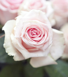 a photo of graduation flowers with a pink rose