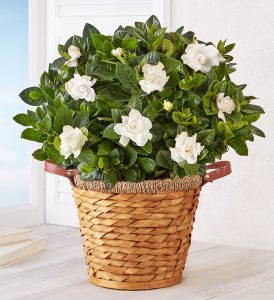 flower-types-gardenia-plant