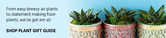 Plant-Gift-Guide-Blog-banner-1