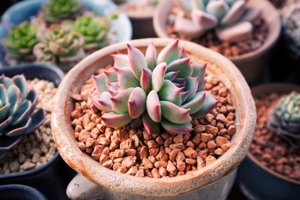 7 Easy Indoor Plants to Care For & Grow