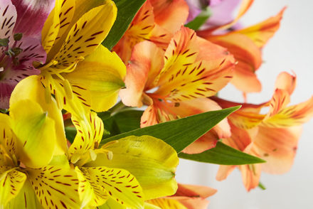 alstroemerias