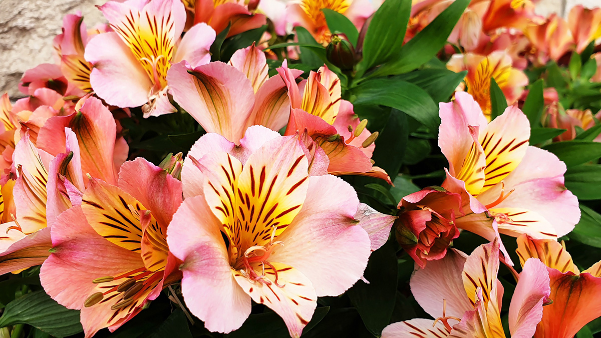 A photo of summer flowers with alstroemeria