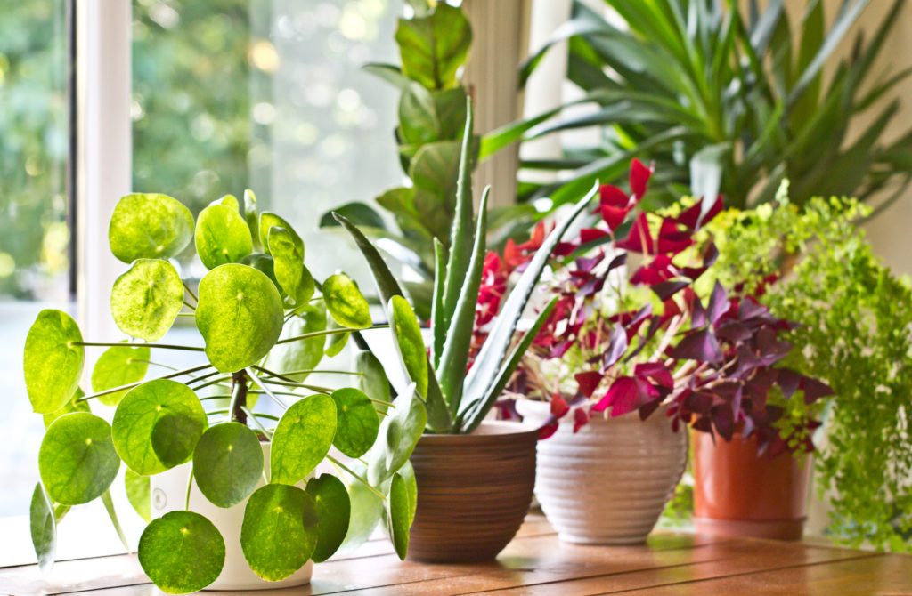 Health Benefits of House Plants