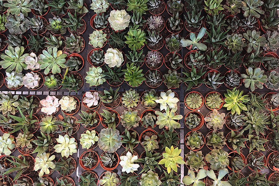 How to Keep Your Succulents Alive and Thriving