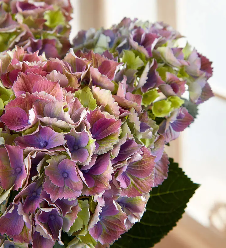 popular house plants hydrangea