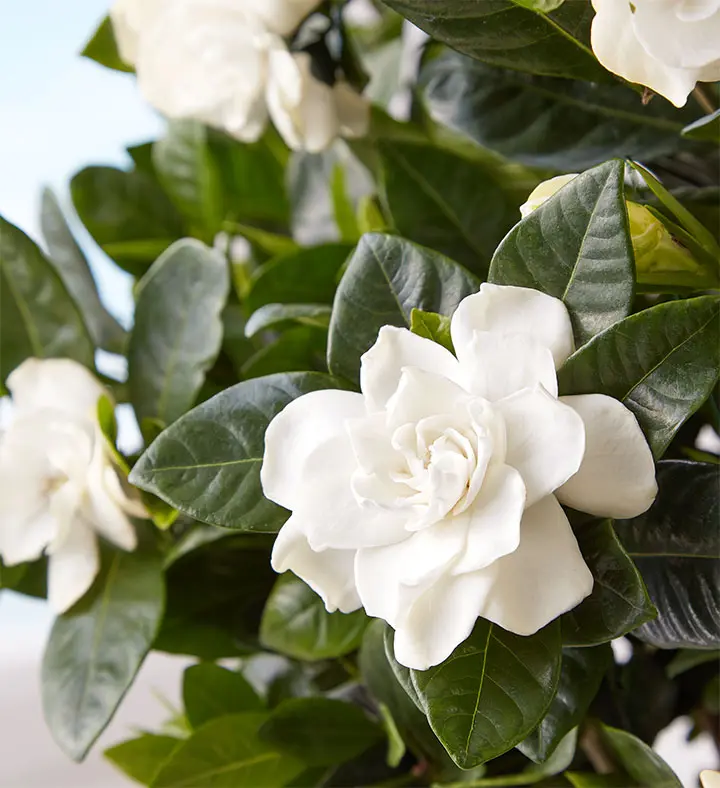 popular house plants gardenia