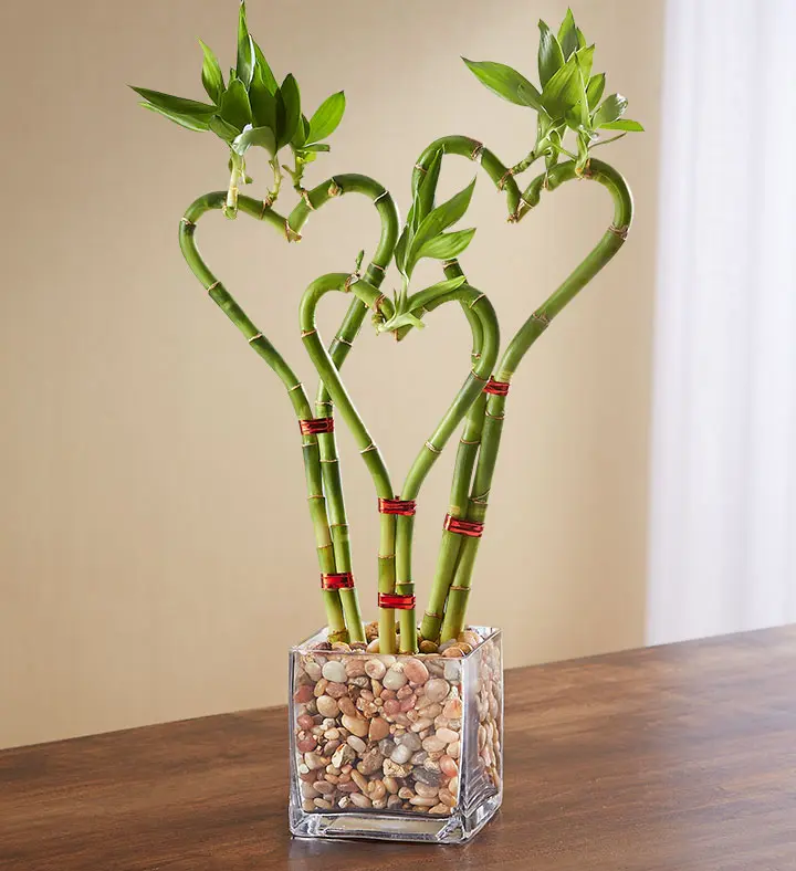 popular house plants bamboo
