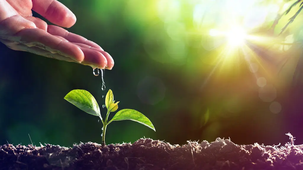 Plant Care 101 – How to Repot a Plant