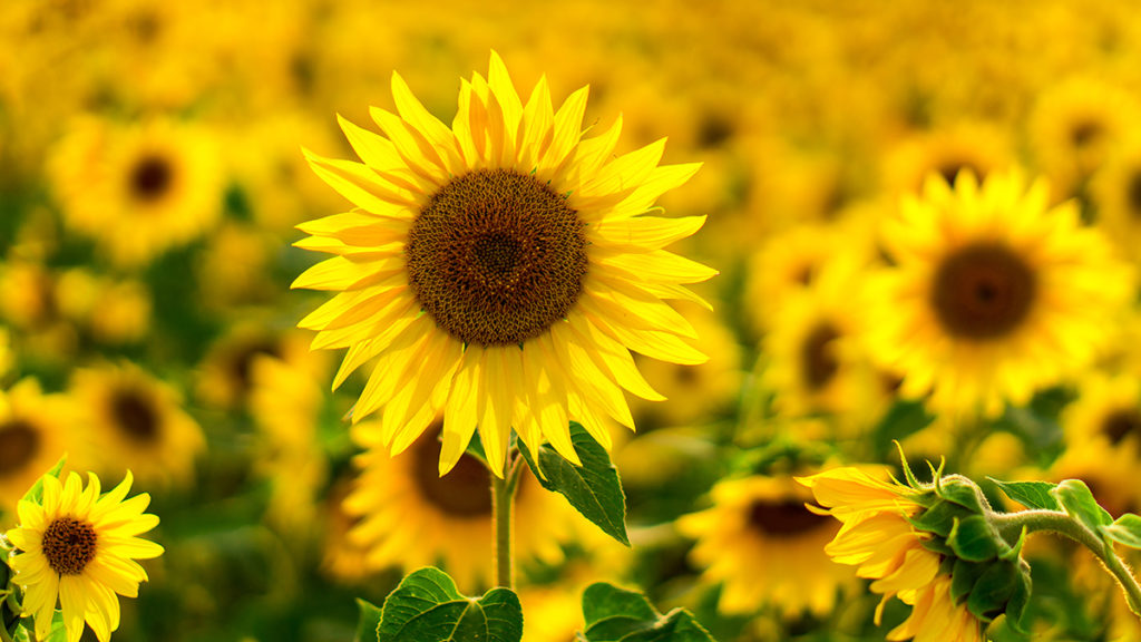 care for sunflowers with sunflower field in the sunset