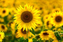 How to Grow, Handle, and Care for Sunflowers