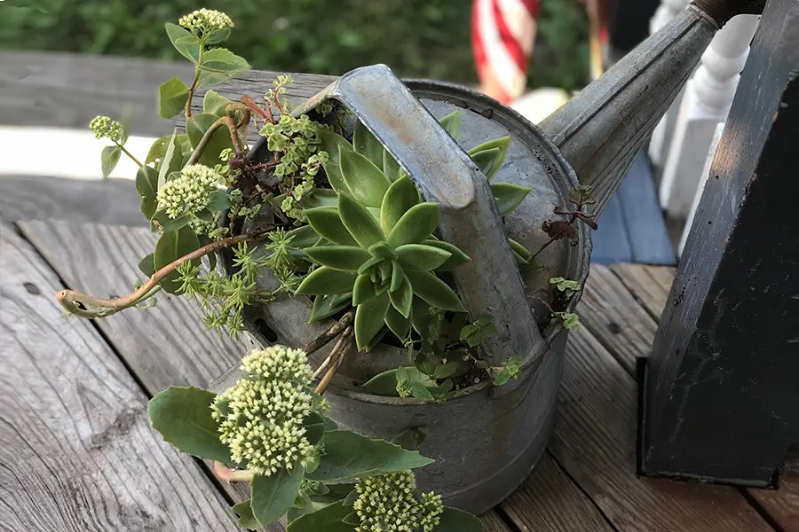 Refurbished Plant Containers: Trash to Treasure