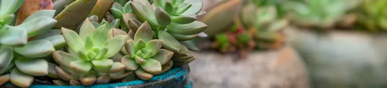 Trendy Trifecta: DIY Planter Decorating with Gold Foil