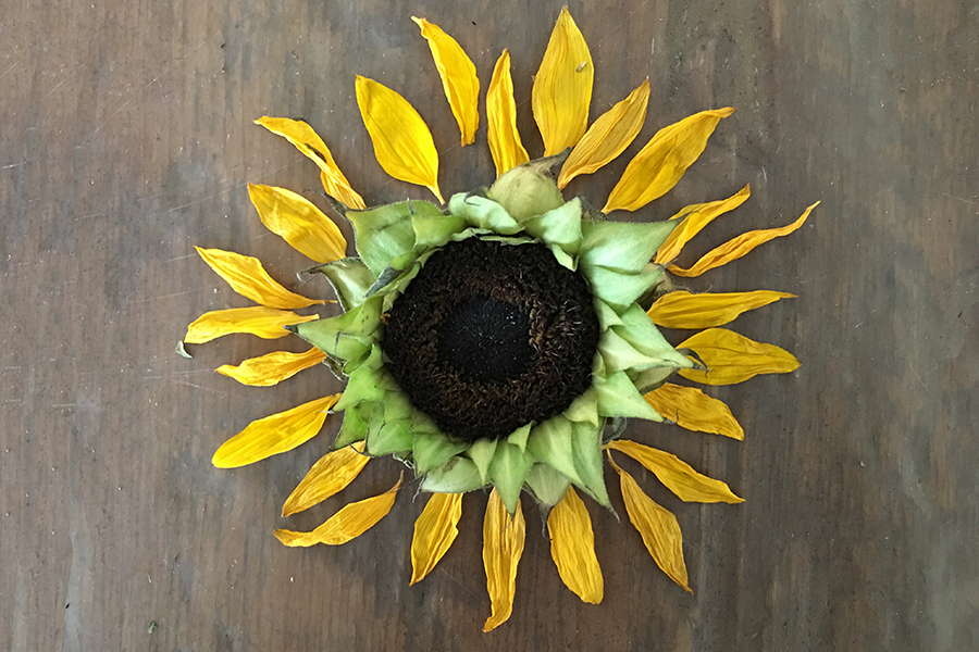 sunflower care
