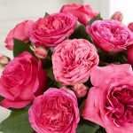 hot pink English garden rose