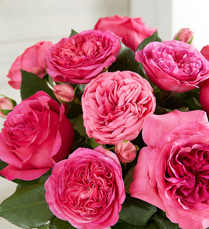 Facts about Garden Roses 1 800 Flowers Blog