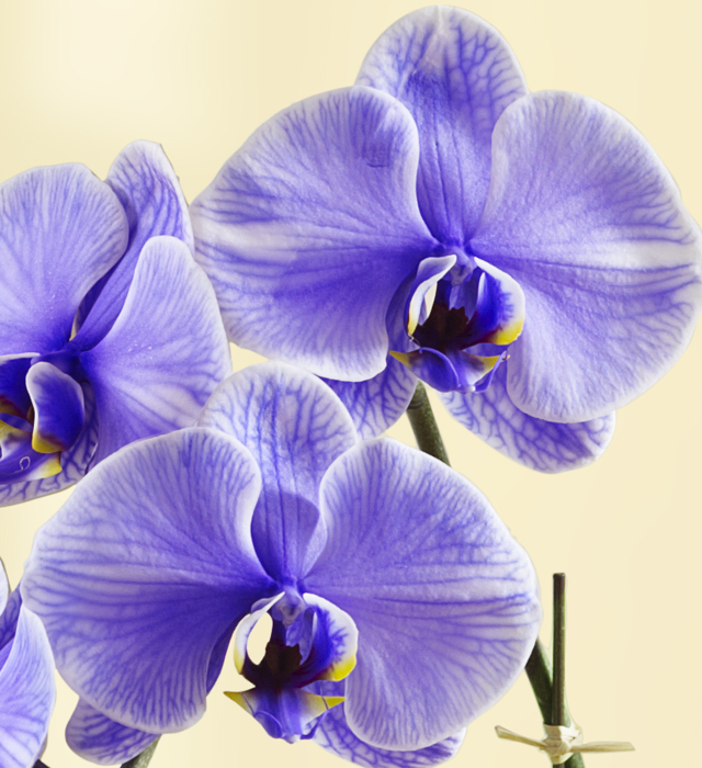 orchid facts blooming