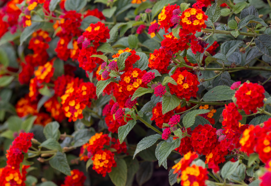 lantana blooming flowers