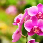 orchid facts hero