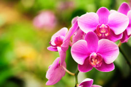 10 Facts About Orchids