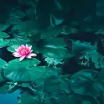 aquatic flowers with a lotus