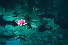 aquatic flowers with a lotus