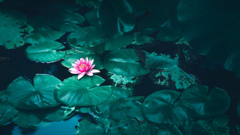 aquatic flowers with a lotus
