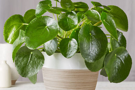 2020 Plant of the Year: The Pilea Peperomioides Plant