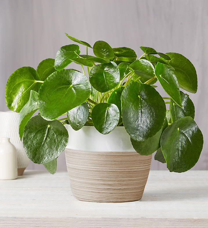 2020 Plant of the Year: The Pilea Peperomioides Plant
